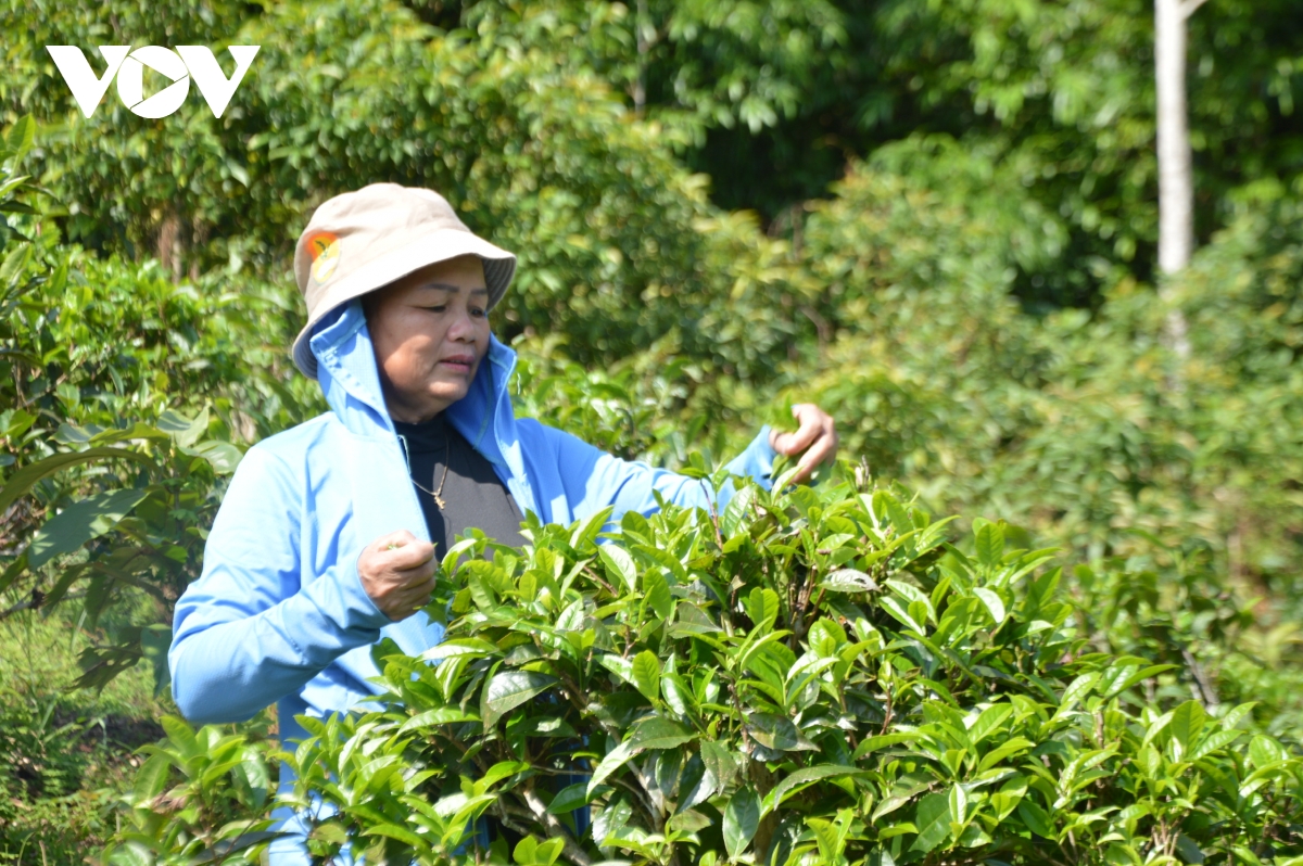 Thái Nguyên công nhận làng nghề cho vùng trồng chè Shan Tuyết cổ